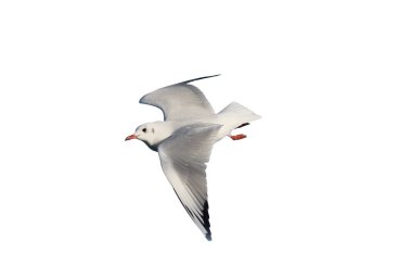 Karabaş Martı, Chroicocephalus ridibundus, tek kuş uçuş, Hollanda, Ocak 2017