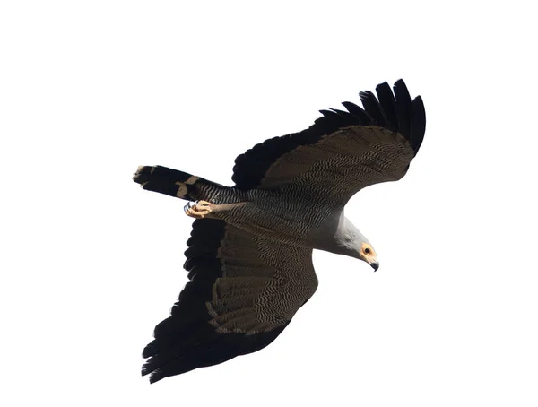 Afryki Błotniak Hawk Polyboroides Typus Pojedynczy Ptak Locie Gambia Marzec — Zdjęcie stockowe