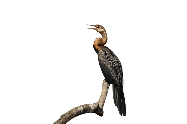 Dard Afrique Anhinga Rufa Oiseau Unique Sur Branche Gambie Février — Photo