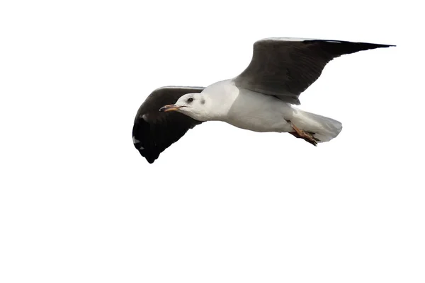 Gabbiano Dalla Testa Nera Chroicocephalus Ridibundus Uccello Singolo Volo Gambia — Foto Stock