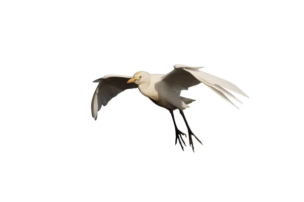 Koereiger Bubulcus Ibis Één Vogel Vlucht Gambia Maart 2017 — Stockfoto