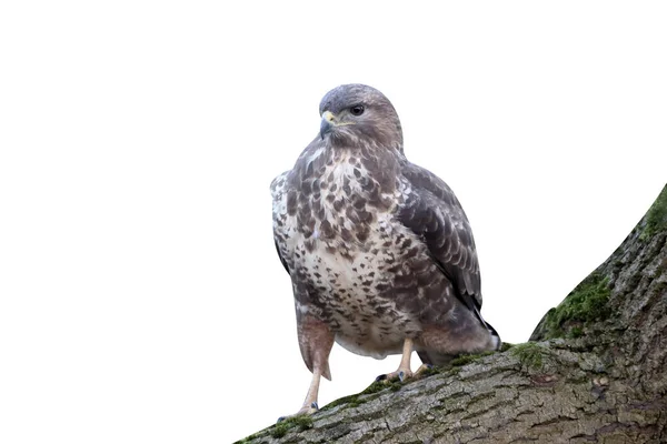 Káně Lesní Buteo Buteo Jediný Pták Mrtvý Bažant Warwickshire Leden — Stock fotografie