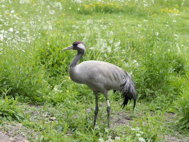 Ortak veya Avrupa vinç, Grus grus, tek kuş alanı, esir, Haziran 2018                     