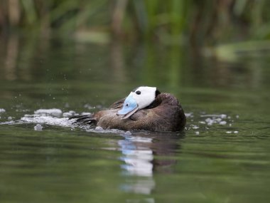 Ak başlı ördek, Oxyura leucocephala, su görüntülenmesi, esir, Erkek Haziran 2018 tek.           