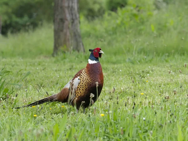 Fasan Phasianus Colchicus Einzelnes Männchen Auf Gras Warwickshire Juni 2018 — Stockfoto