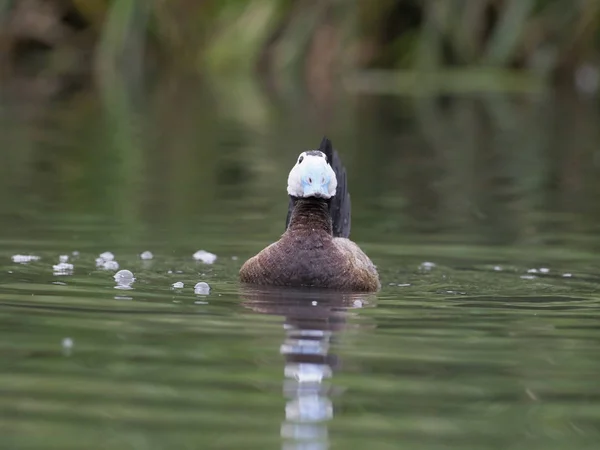 Vithuvad Anka Oxyura Leucocephala Enda Hane Vatten Visar Fångenskap Juni — Stockfoto