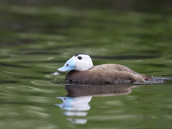 Anatra Dalla Testa Bianca Oxyura Leucocephala Maschio Single Acqua Prigioniero — Foto Stock