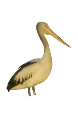 Avustralya pelikanı, Pelecanus conspicillatus, tek kuş, Avustralya, 