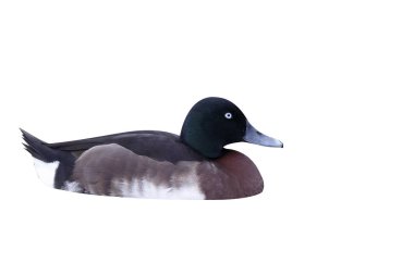 Baers patka, aythya baeri, su, esir, tek kuş 2013 Mart