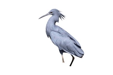 Su, Gambiya, Şubat 2016 kuş siyah balıkçıl, Egretta ardesiaca, tek