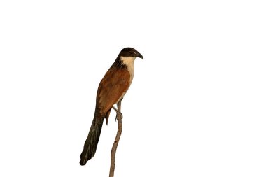 Burchell coucal, Centropus burchelli, tek kuş dal, Güney Afrika, Ağustos 2015