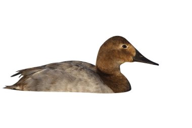 Eczacı, aythya valisineria, erkek, arizona, ABD, kış             