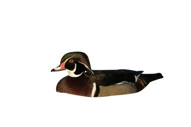 Carolina veya tahta ördek, aix sponsa                   