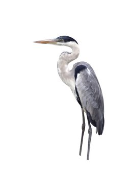 cocoi gém, ardea cocoi, egyetlen madár fa, Brazíliacocoi 헤론, ardea cocoi 단일 트리, 브라질에 있는 새