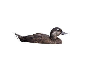 ortak kara ördek, melanitta nigra, su, tek erkek esir kuş, Eylül 2012