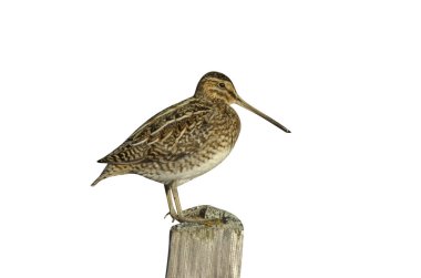 Sıradan çulluk, Gallinago gallinago, kışlada tek kuş.,