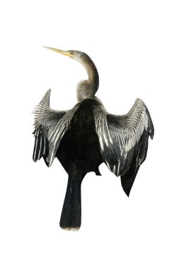 Yılanboyungiller, Yılanboyungiller Yılanboyungiller tek kuş dalı          