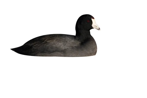 Coot Americano Fulica Americana Arizona Eua Inverno — Fotografia de Stock