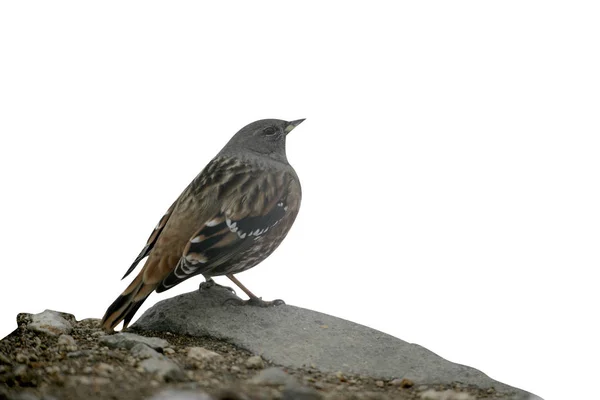 Płochacz Halny Prunella Collaris Pojedynczy Ptak Skale Japonia — Zdjęcie stockowe