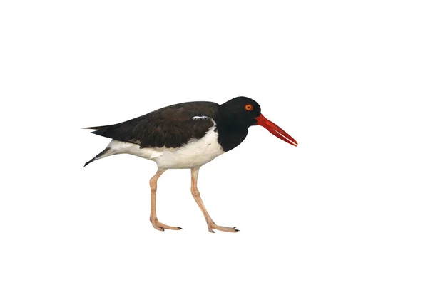 Amerikan Oystercatcher Haematopus Palliatus Tek Kuş Sahilde Deniz New York — Stok fotoğraf