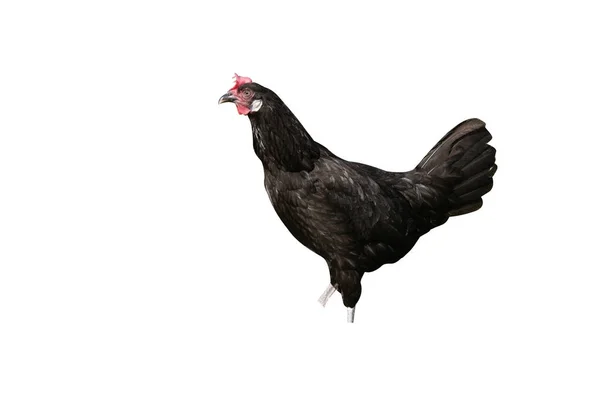 Andalusia Domestic Breed Poultry Warwickshir — Stok Foto