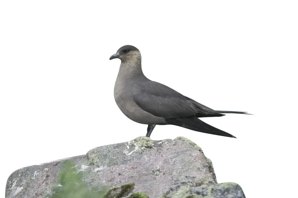 Arktische Skua Stercorarius Parasiticus Dunkle Phase Einzelner Vogel Auf Felsen — Stockfoto