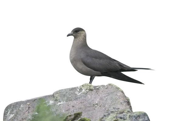 Skua Ártico Stercorarius Parasiticus Fase Escura Único Pássaro Rocha Handa — Fotografia de Stock