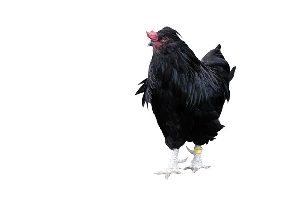 Black Araucana Domestic Breed Fowl Warwickshir — Stock Photo, Image