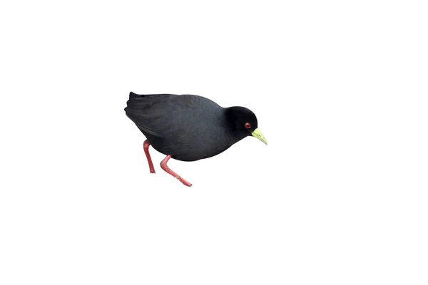 Black Crake Amaurornis Flavirostr Uccello Singolo Acqua Sudafrica Agosto 2015 — Foto Stock