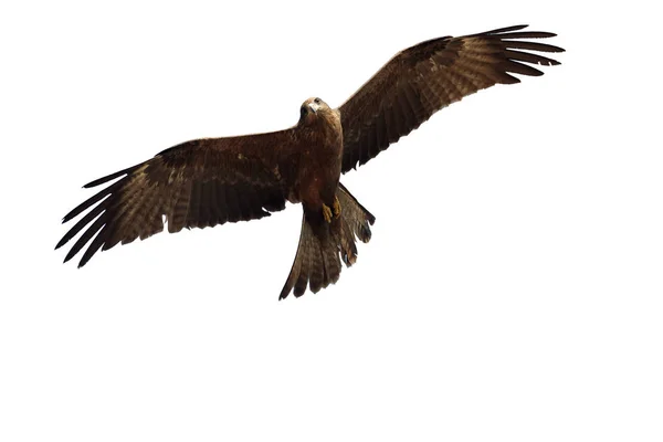Schwarzmilan Milvus Migrans Singvogel Flug Gambia Februar 2016 — Stockfoto