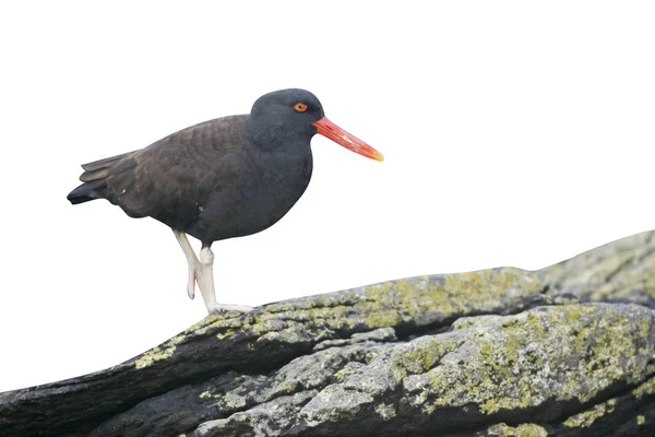 Zwarte Scholekster Haematopus Bachmani Één Vogel Rots Falklandeilanden — Stockfoto