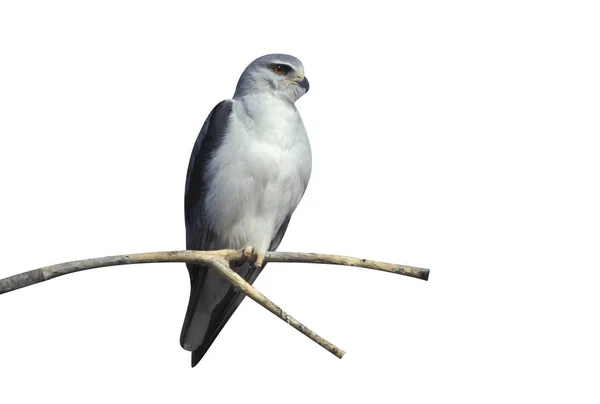 Kara Omuzlu Çaylak Elanus Axillaris Dal Üzerinde Tek Kuş — Stok fotoğraf
