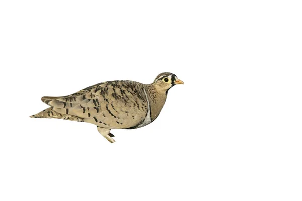 Auerhahn Flughühner Decoratus Einzelner Vogel Wasser Tansania — Stockfoto