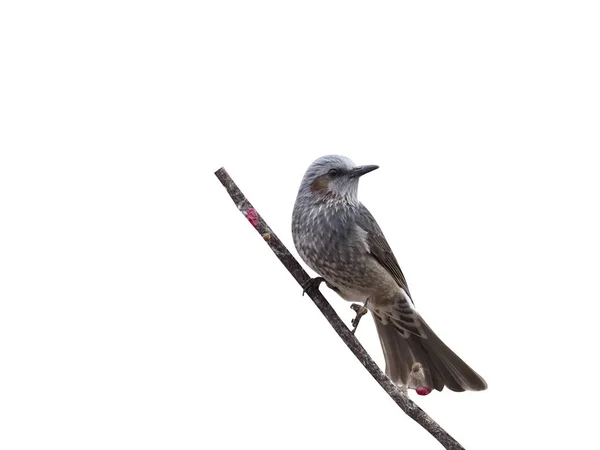 Braunohrbulbul Einzelner Vogel Baum Hypsipetes Amaurotis Südkorea Januar 2018 — Stockfoto