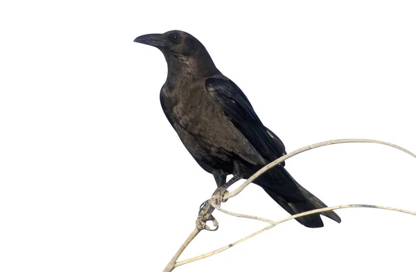 Kahverengi Boyunlu Raven Corvus Ruficollis Dal Üzerinde Tek Kuş Umman — Stok fotoğraf