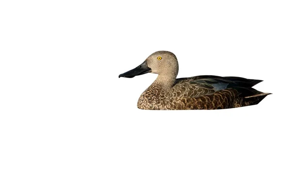 Cape Shoveler Anas Smithii Single Bird Water South Africa August — Stock Photo, Image