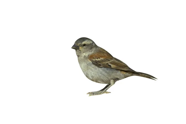 Cape Sparrow Passer Melanurus Solteira Chão África Sul — Fotografia de Stock