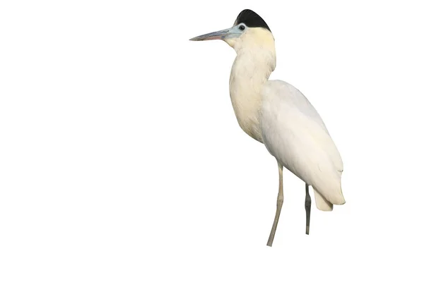 Garça Tampada Pilherodius Pileatus Única Ave Pela Água Brasil — Fotografia de Stock