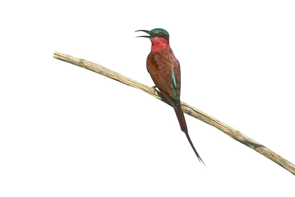 胭脂红食蜂鸟 Merops Nubicoides 树枝上的一只鸟 — 图库照片