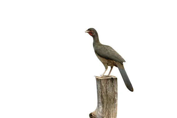 Chaco Chachalaca Ortalis Canicollis Einzelner Vogel Pfosten Brasilien — Stockfoto