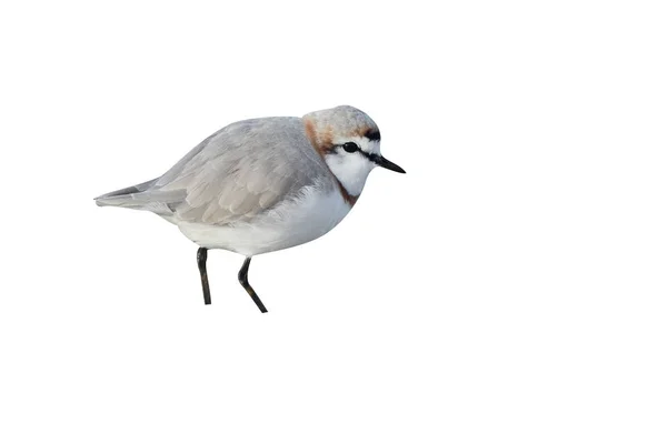 Chestnut Banded Plover Charadrius Pallidus Single Bird Water South Africa — Stock Photo, Image