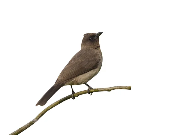 Common Bulbul Pycnonotus Barbatus Single Bird Tree Morocco March 2018 — Stock Photo, Image