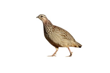 Tepeli Turaç, Peliperdix sephaena, yerde, Güney Afrika, Ağustos 2015 tek kuş