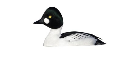 GoldenEye'yı, bucephala clangula, bekar erkek buzlu su, gloucestershire, Ocak 2012 