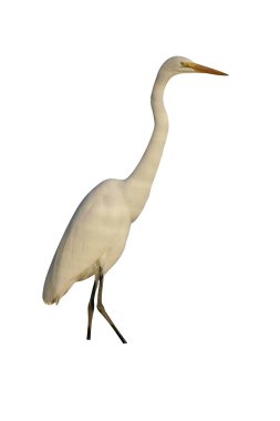 Büyük ak balıkçıl, Ardea alba, tek kuş, Brezilya