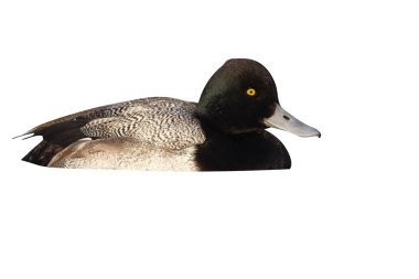 daha az scaup, aythya affinis, erkek, arizona, ABD, kış