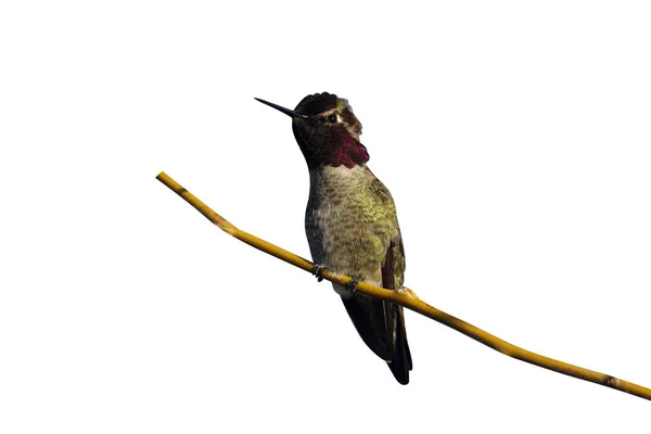 Costa Hummingbird Calypte Costae Arizona Usa — Stock Photo, Image