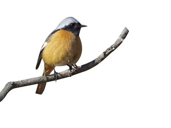 Daurian Redstart Phoenicurus Auroreus Single Bird Branch Южная Корея Январь — стоковое фото