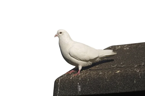 Haustaube Columba Livia Einzelne Weiße Taube Der Wand Midlands — Stockfoto