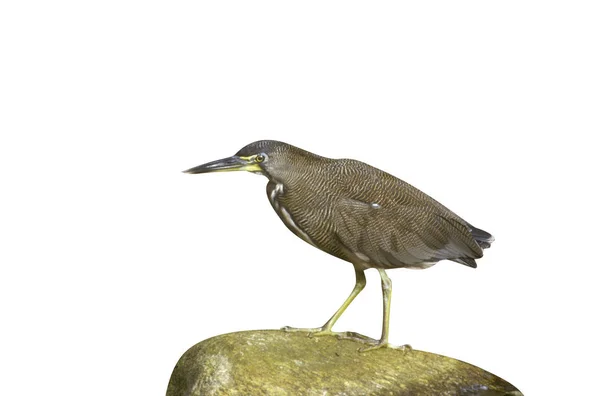 Fascillated Tiger Heron Tigrisoma Zebra Venezula — Stockfoto